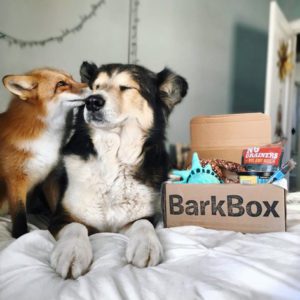Dog and a fox- barkbox - drifting creatives gift guide